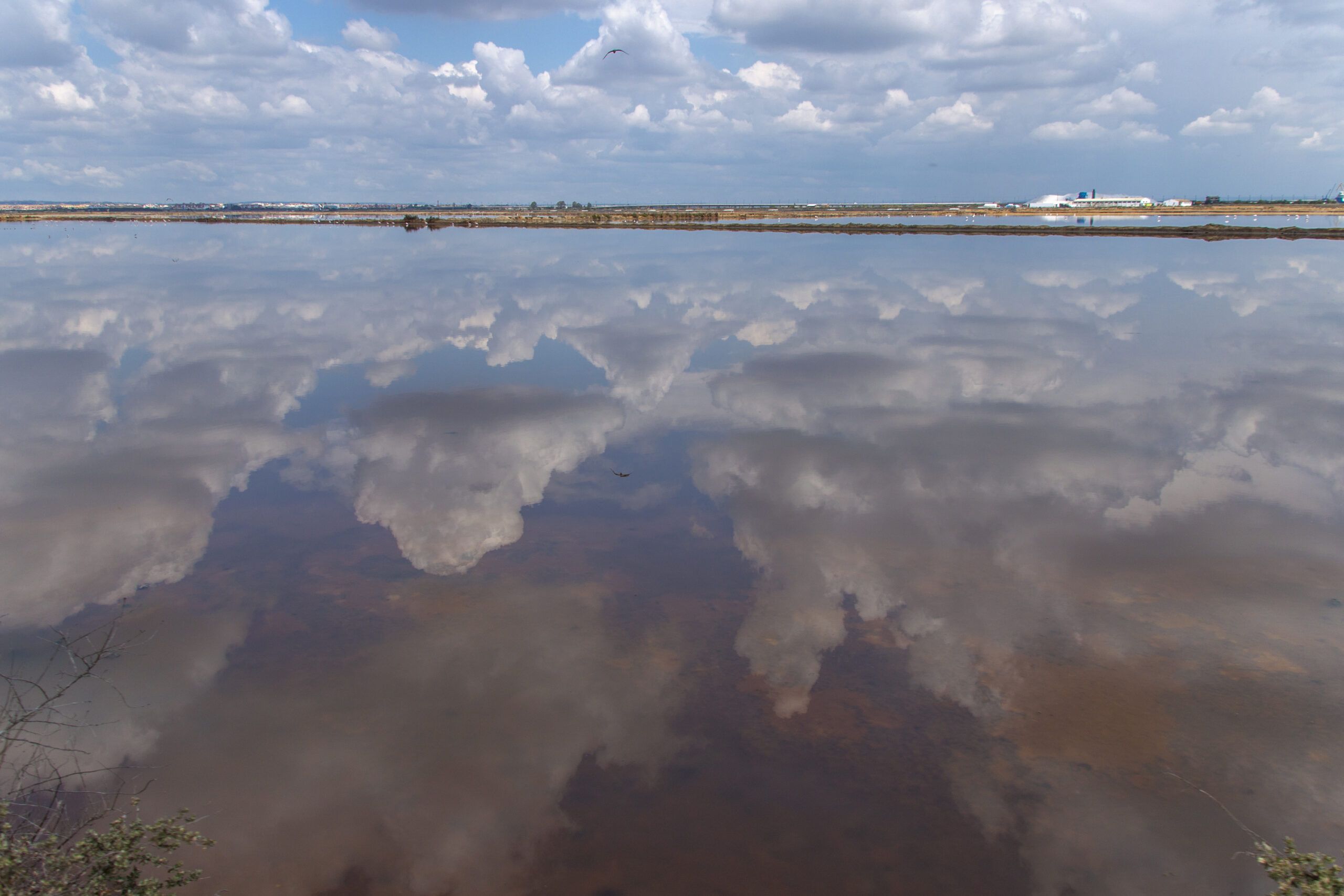 Excursión a “las marismas del Odiel”. 11 abril 2015