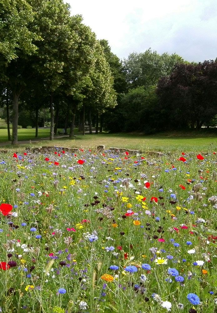 Campo con flores de muchos colores, árboles verdes al fondo