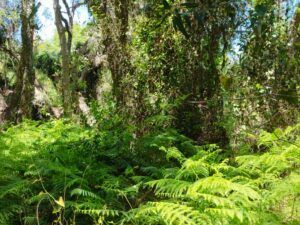 Visita guiada al Parque Nacional de Doñana (27/04/2025)