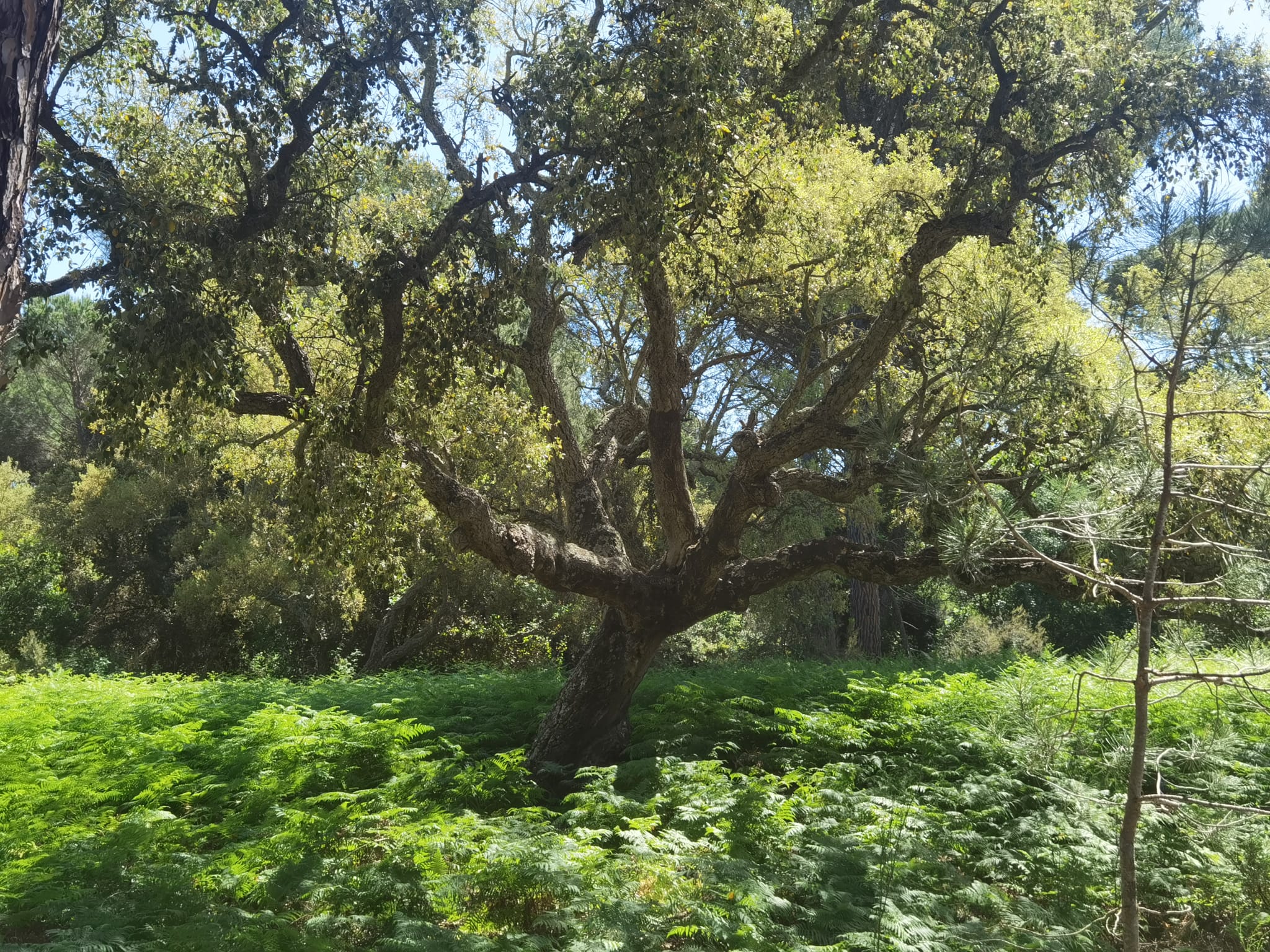Visita guiada al Parque Nacional de Doñana (27/04/2025)