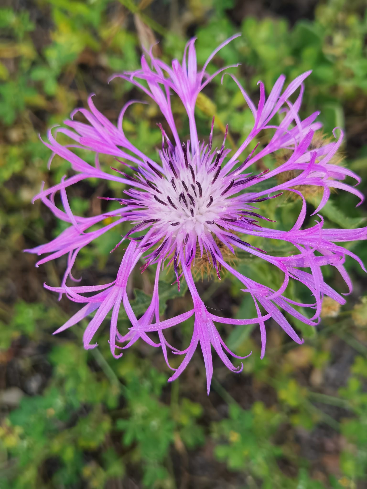 Visita guiada al Parque Nacional de Doñana (27/04/2025)