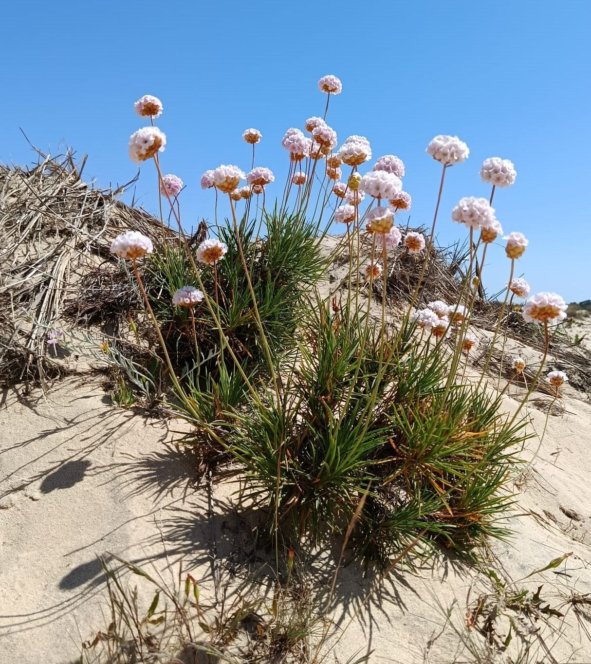 Visita guiada al Parque Nacional de Doñana (27/04/2025)