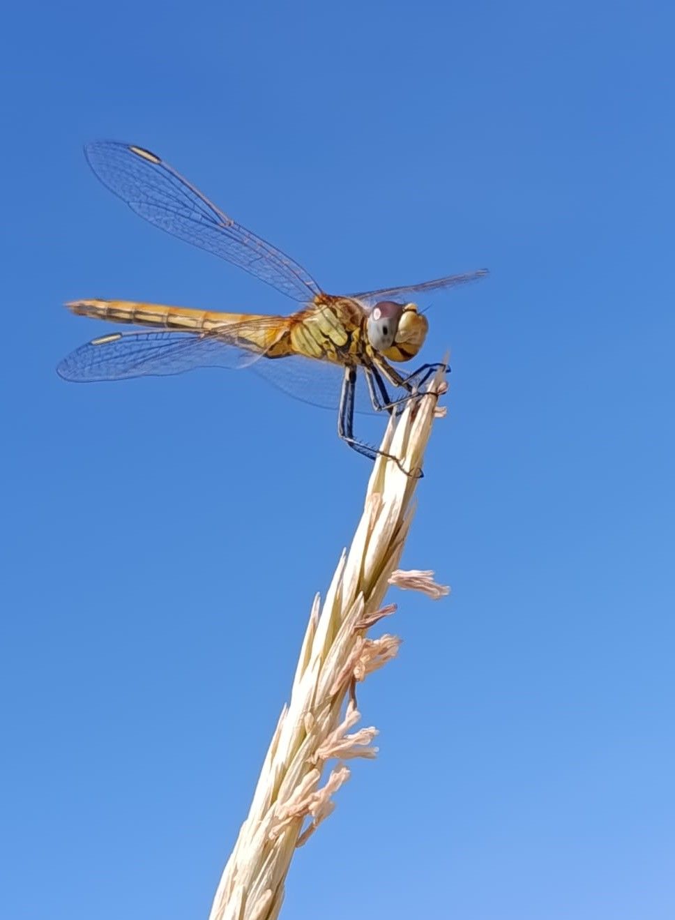 Visita guiada al Parque Nacional de Doñana (27/04/2025)