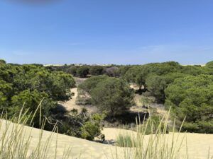 Visita guiada al Parque Nacional de Doñana (27/04/2025)