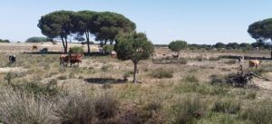 Visita guiada al Parque Nacional de Doñana (27/04/2025)