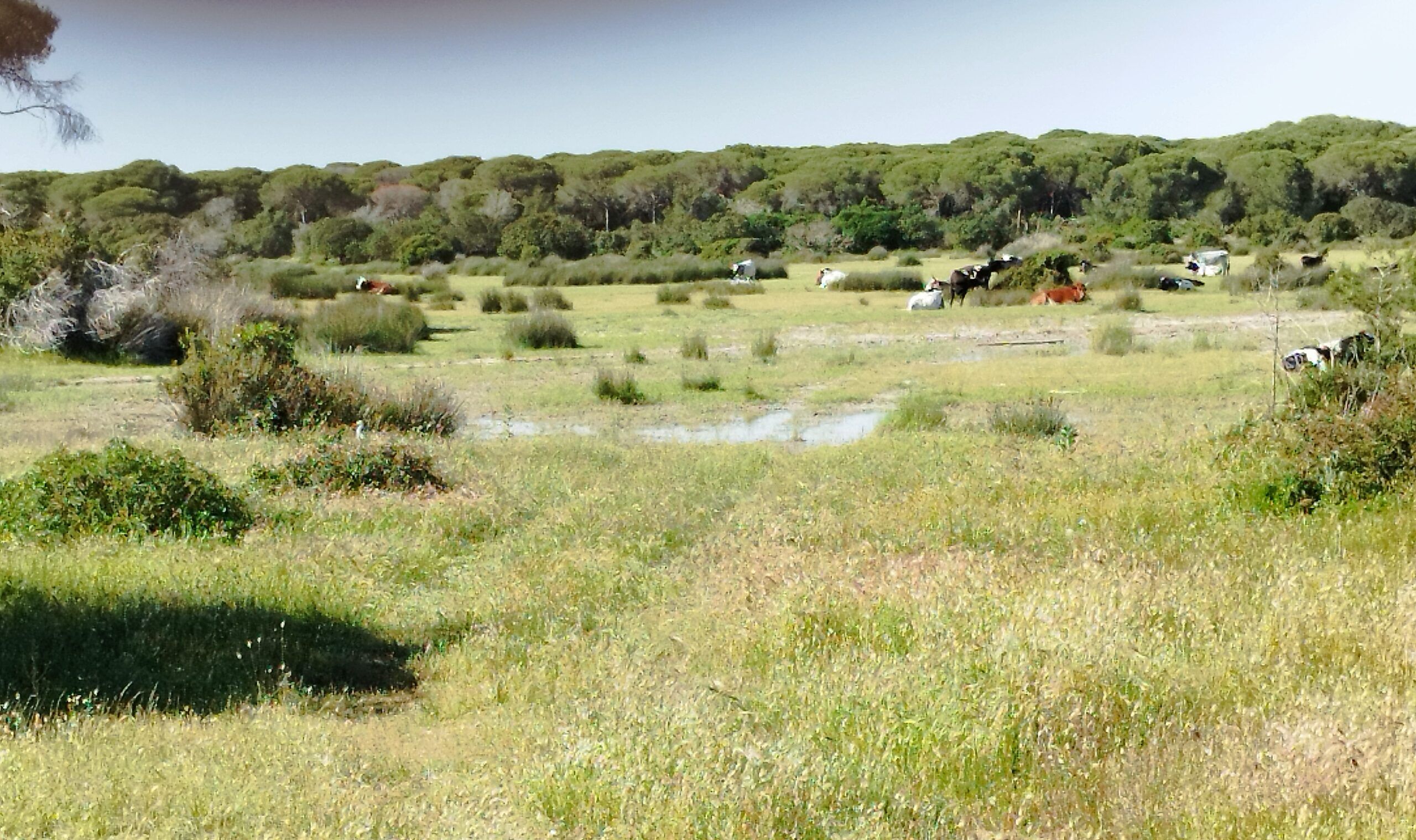 Visita guiada al Parque Nacional de Doñana (27/04/2025)