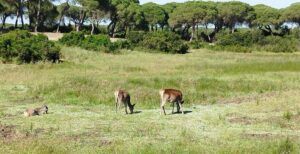 Visita guiada al Parque Nacional de Doñana (27/04/2025)