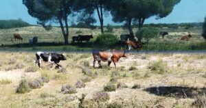 Visita guiada al Parque Nacional de Doñana (27/04/2025)