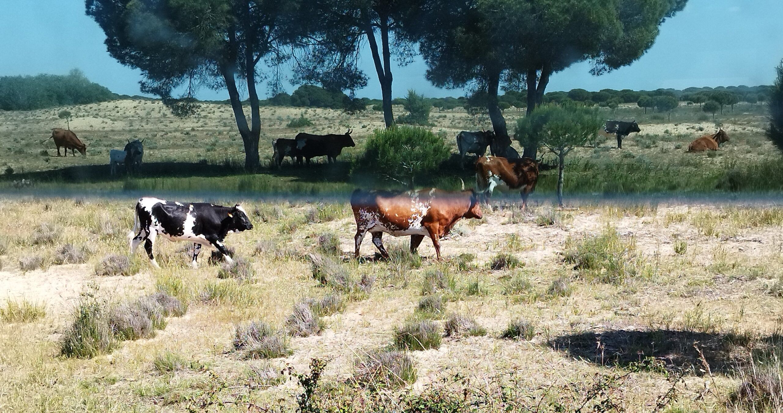 Visita guiada al Parque Nacional de Doñana (27/04/2025)