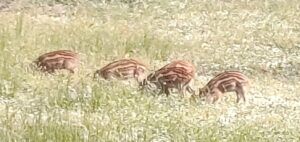 Visita guiada al Parque Nacional de Doñana (27/04/2025)