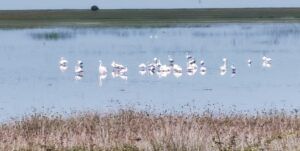 Visita guiada al Parque Nacional de Doñana (27/04/2025)