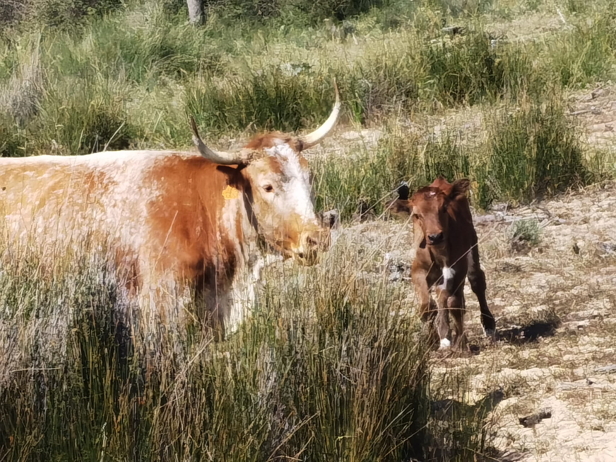 Visita guiada al Parque Nacional de Doñana (27/04/2025)