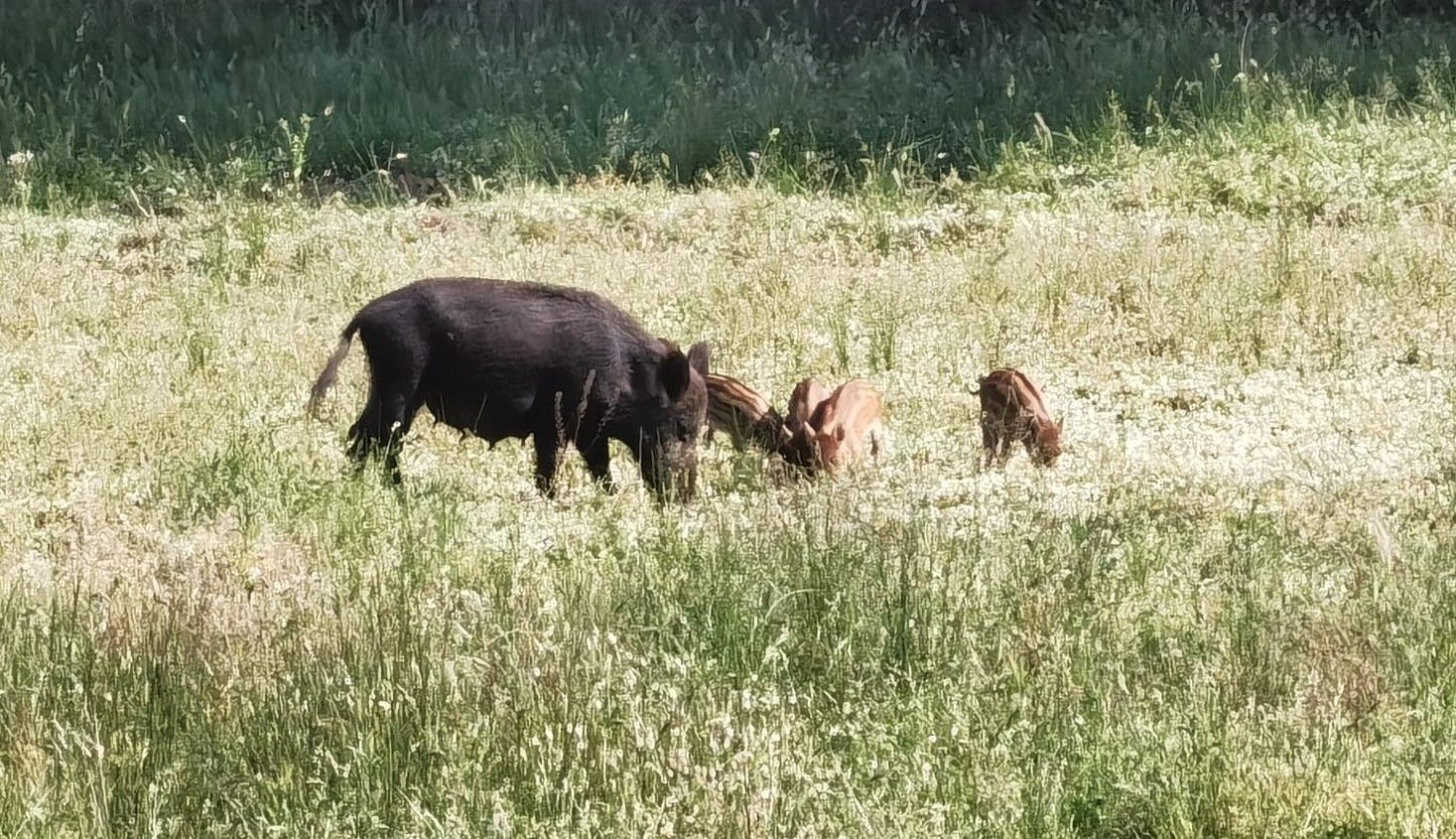 Visita guiada al Parque Nacional de Doñana (27/04/2025)