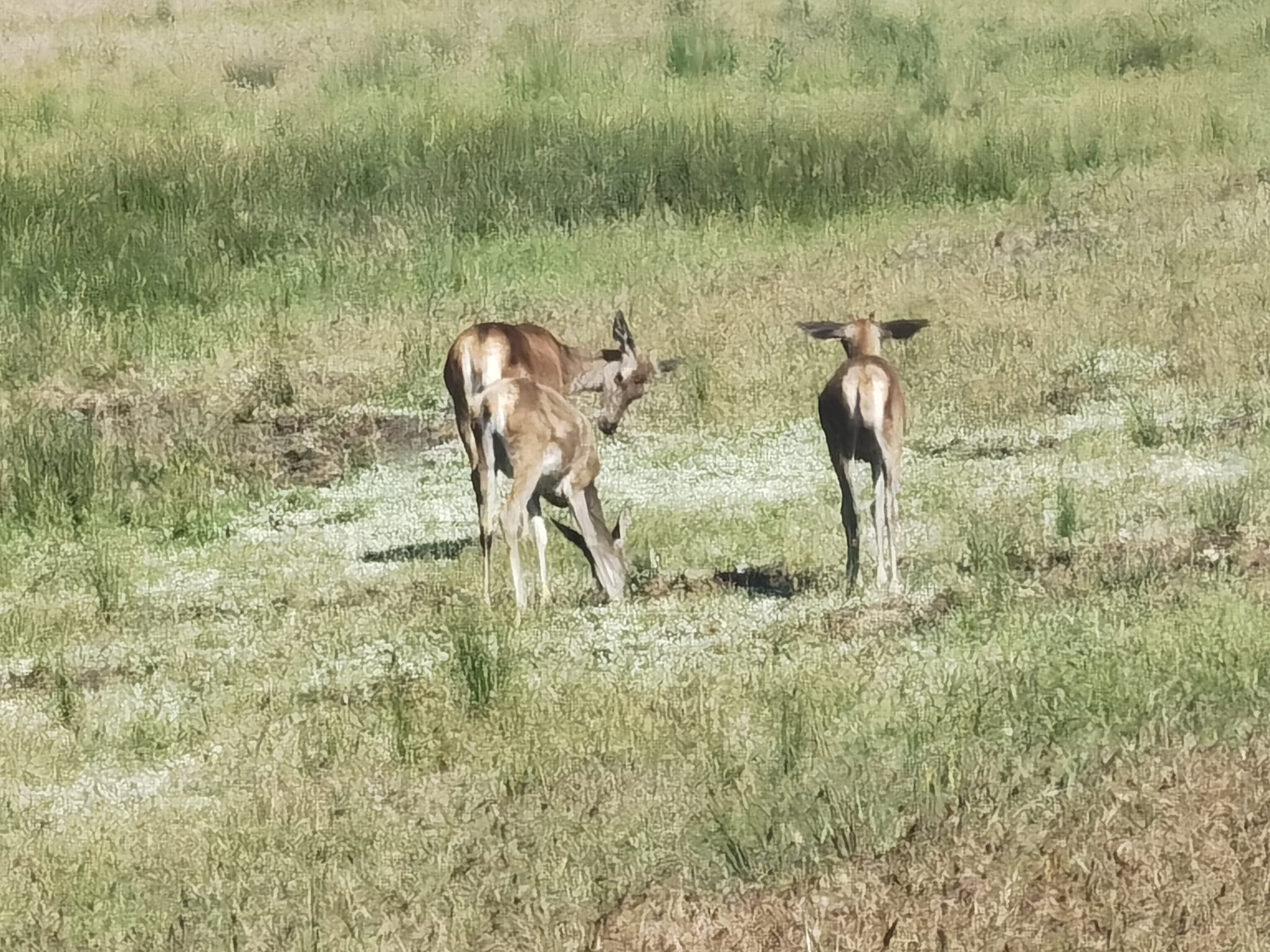 Visita guiada al Parque Nacional de Doñana (27/04/2025)