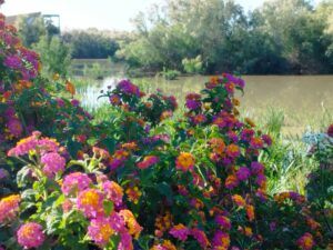 Visita guiada al Parque Nacional de Doñana (27/04/2025)