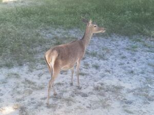 Visita guiada al Parque Nacional de Doñana (27/04/2025)