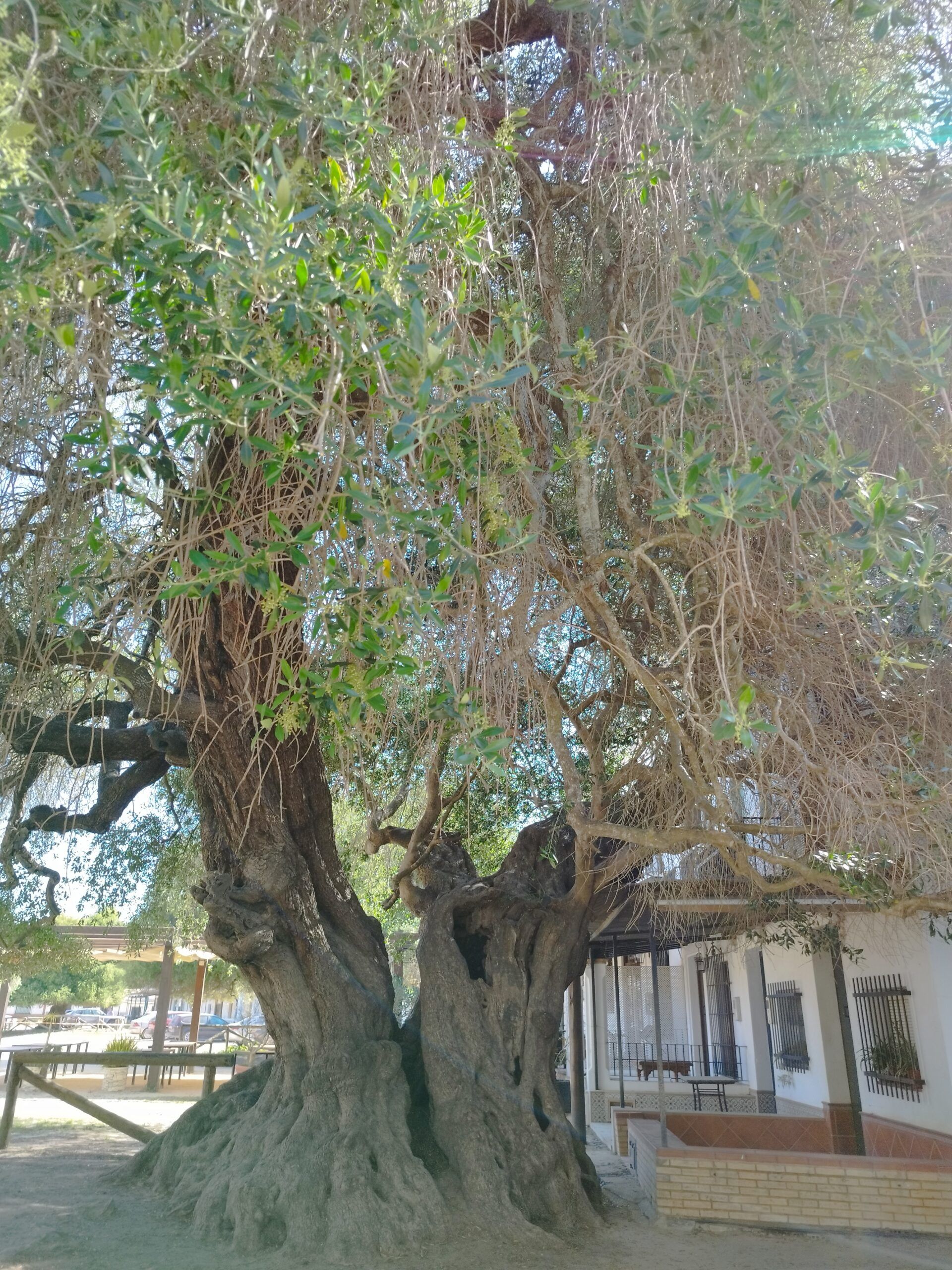 Visita guiada al Parque Nacional de Doñana (27/04/2025)